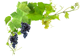 Das Bild zeigt eine Weinrebe mit grünen Blättern und Trauben. Die Rebe erstreckt sich diagonal das Bildes. Es gibt zwei verschiedene Arten von Trauben: dunkelviolette und hellgrüne. Die Blätter sind groß, grün und haben gezackte Ränder. Der Hintergrund ist weiß.